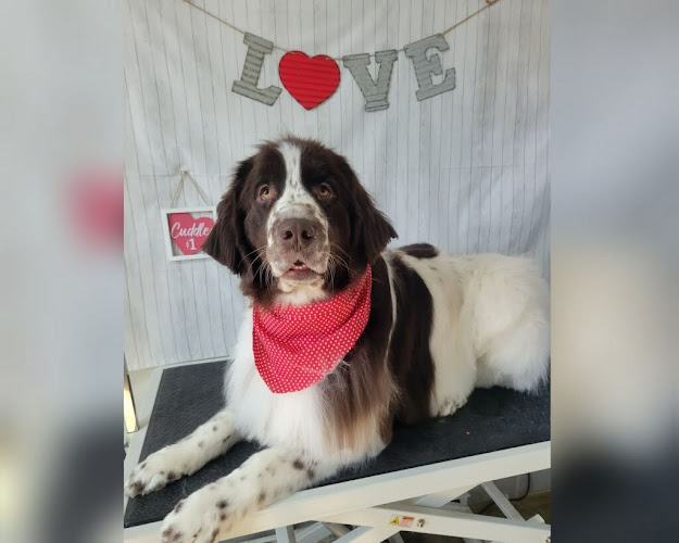 Jessa's Pet Grooming