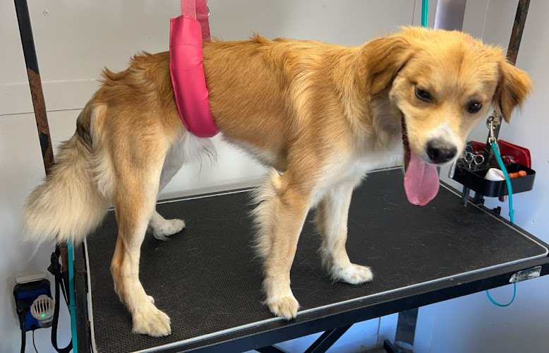 Jillian’s Mobile Pet Grooming