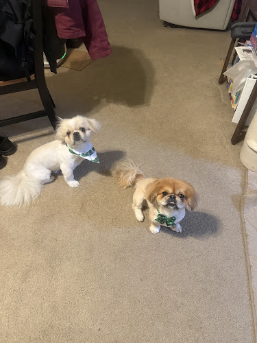 Jinkies Jenkins Grooming