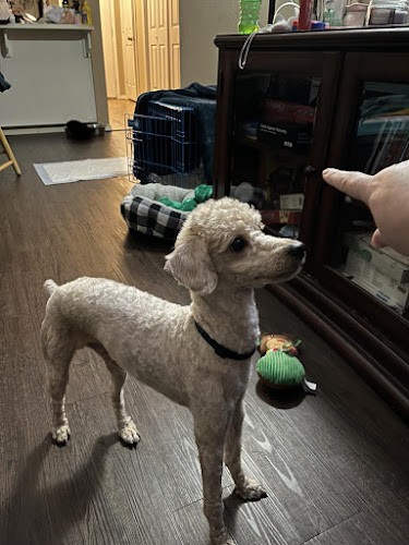 JollyVibes Dog Grooming