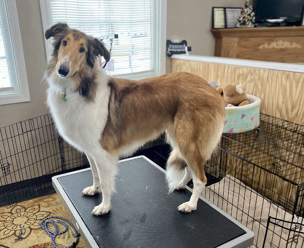 Jonsey's Dog Grooming