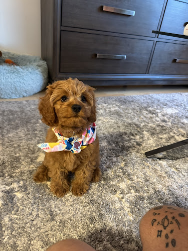 Just Around The Corner, Dog Grooming & Boutique