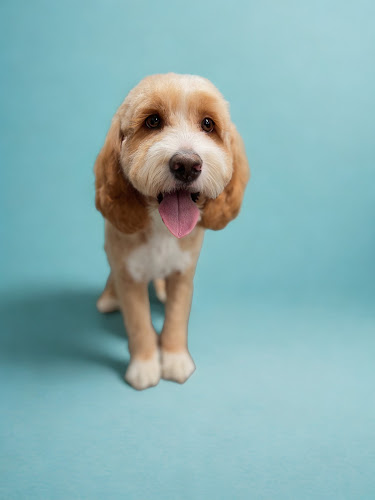 Just Fur You Grooming