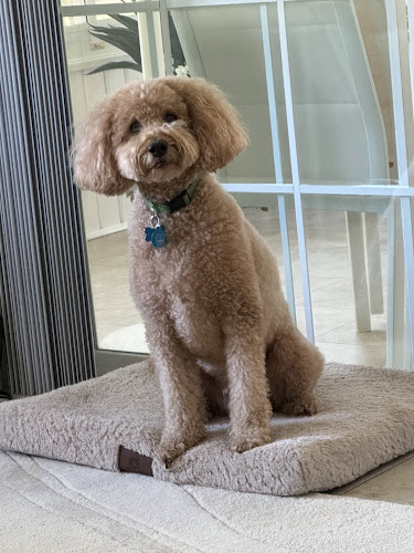 Just Paws Grooming Salon