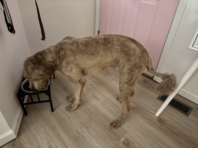 Just Wash Dog Grooming & Retail