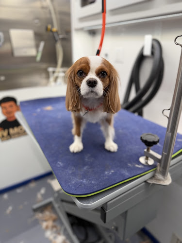 JV Mobile Pet Grooming