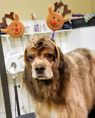 K-9 Kastle Pet Grooming