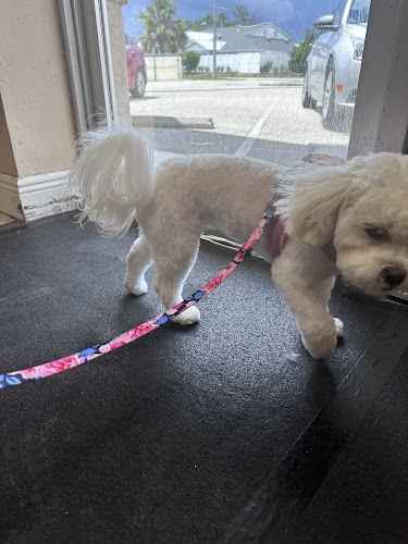 K 9 Qt's Dog Grooming