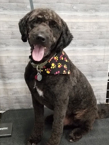 K9 Country Clips LLC