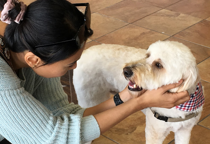 K9 Design Grooming Salon LLC