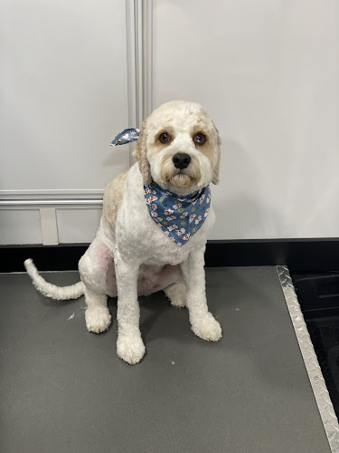 K9 Design Pet Salon & Mobile Grooming