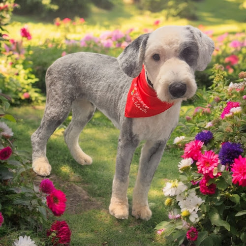 Kali Maes Animal Services LLC