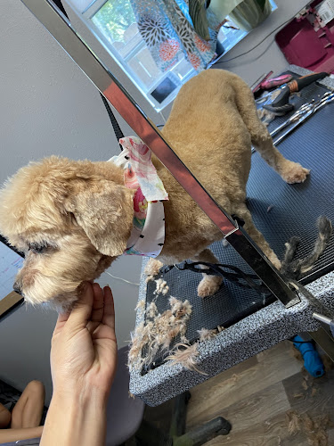 Karina's Home Style Grooming