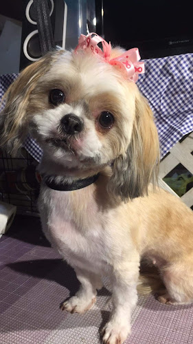 Kasha's Kuts Grooming