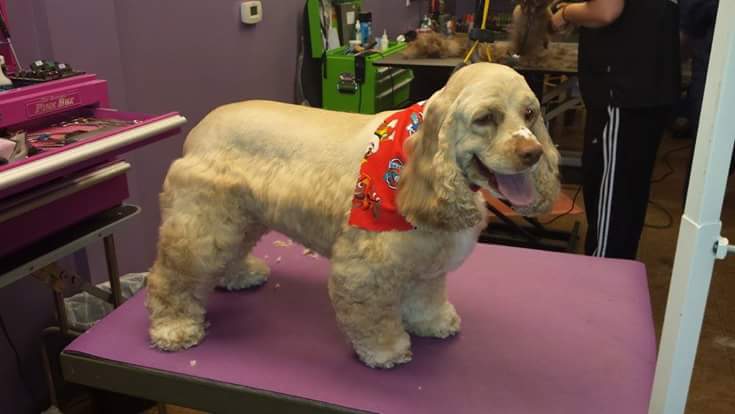 Kat's Dog House Grooming