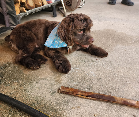 Kate's Pampered Pooch