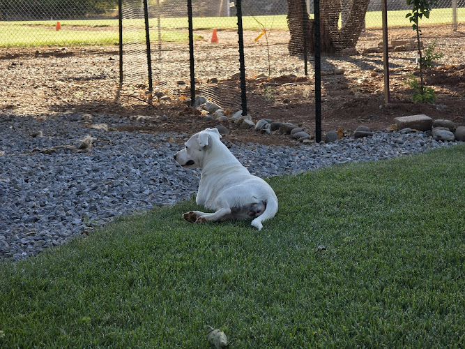 Kathy's Canine Connection