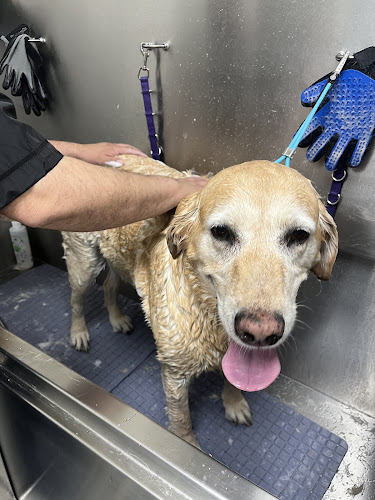 Kendall Pet Grooming + More