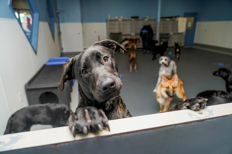 Kennelwood Pet Resort