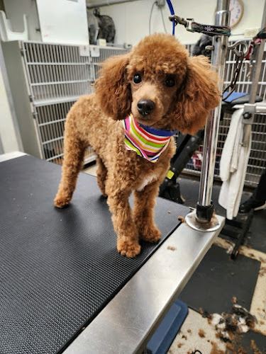 Kennelwood Pet Resort