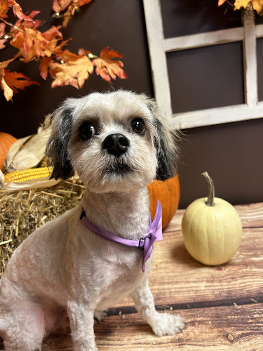 Kim's Hippy Hounds Grooming Salon( also Kim's Groovy Grooming)