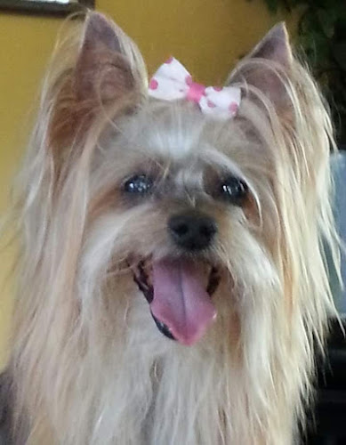 Kimberly's Pet Grooming