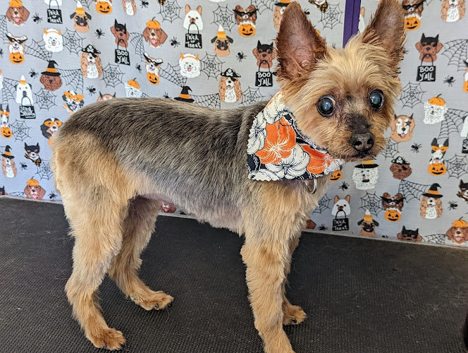 Kindergrooming Pet Spa