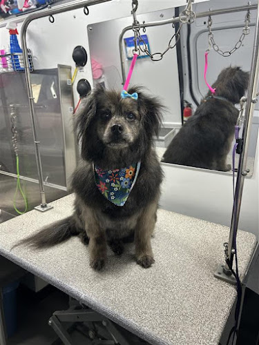 Kontota Mobile Dog Grooming of McKinney, TX
