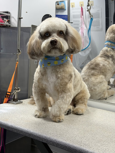 Kontota of NE Alabama - Mobile Dog Grooming