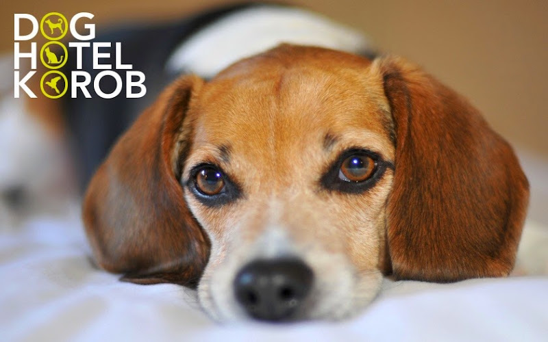 Korob Pet Hotel