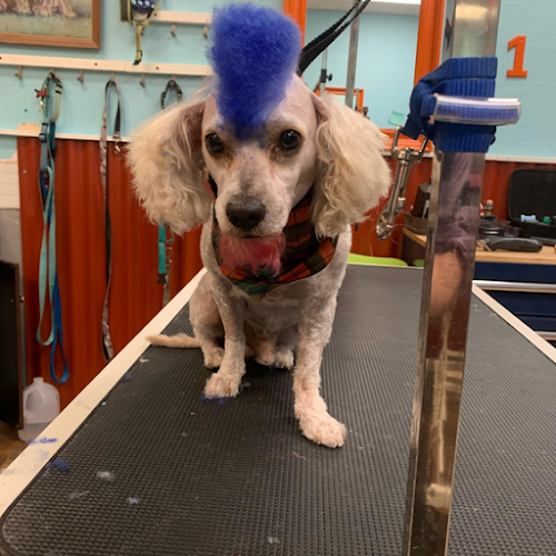 Ky Mobile Pet Grooming