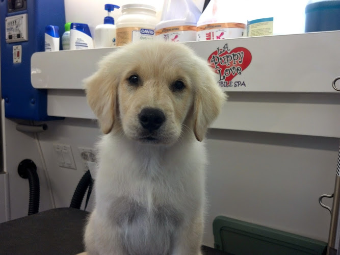 L.A. Puppy Love Mobile Grooming