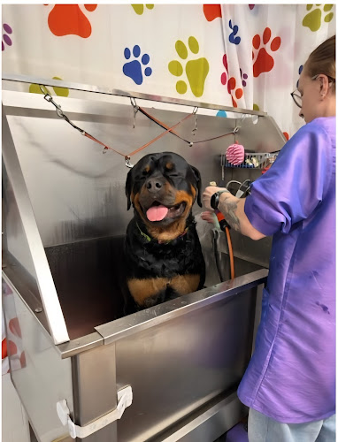 Lacy's Top Notch Grooming