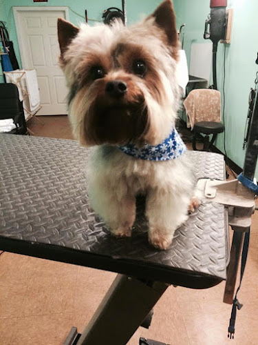 Lada Doggy's Day Spa