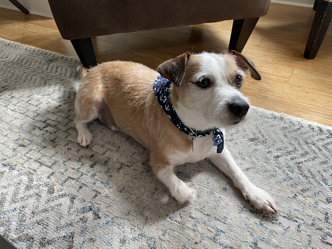 Lady & the Tramp Pet Grooming