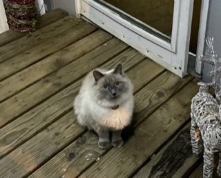 Lakewood Dog & Cat Grooming