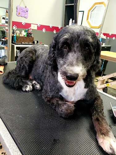 Lakewood Pet Grooming (formerly Furtastic)