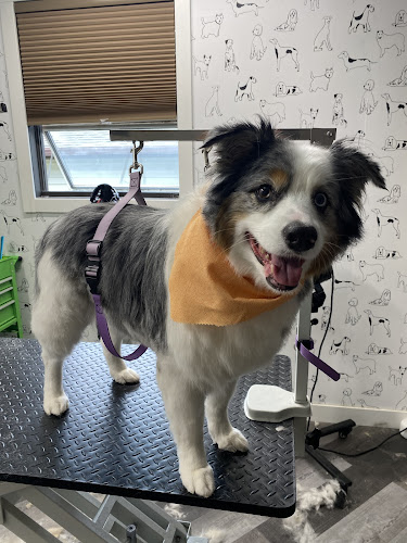 LATHERED Professional Pet Grooming