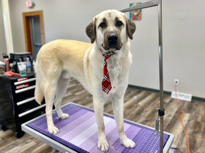 Laundromutt Grooming