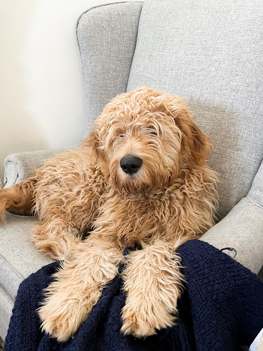 Laurel Pamper Cottage Grooming Salon