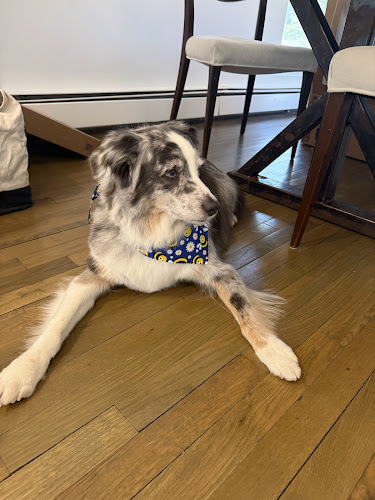 Lauren's Dog House, LLC