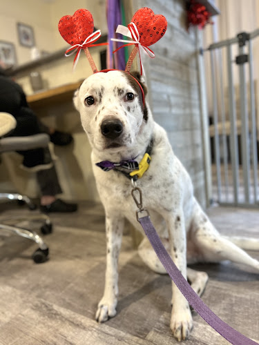 Lauren's k9 cuts LLC