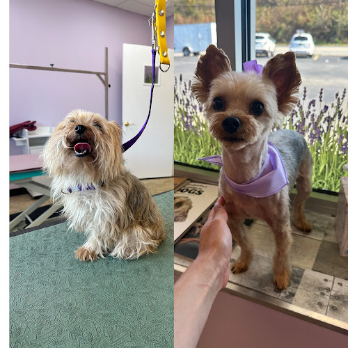 Lavender Fields Pet Spa