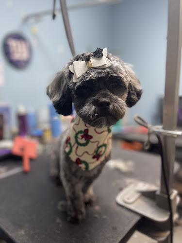 Lavish Tails Pet Spa