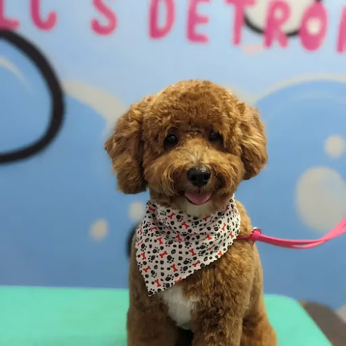 LC'S Detroit Pet Salon