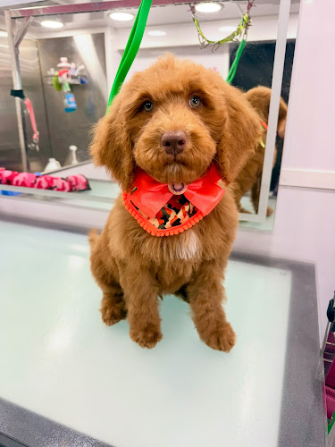 Le Paw Spa Mobile Dog Grooming Central Florida