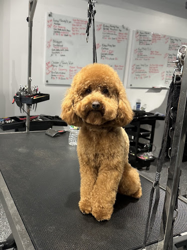 Le Petit Shampoodle