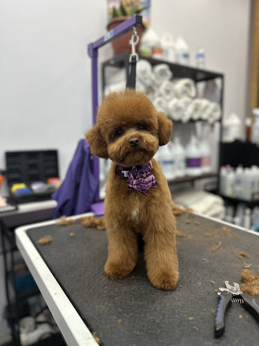 Le’ pulga pet grooming