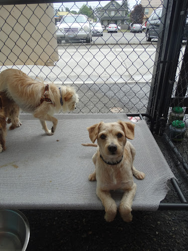 Leash The Muttro Pups (The Muttropolitan)