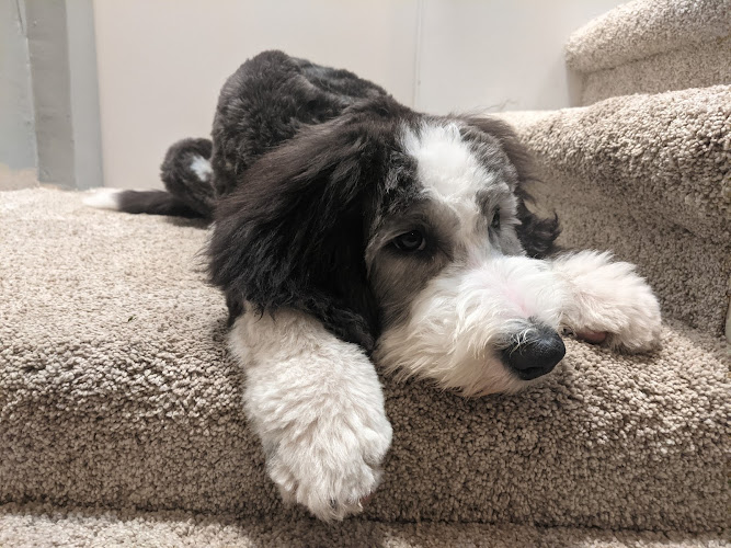 Lesh's Doggie Grooming Salon